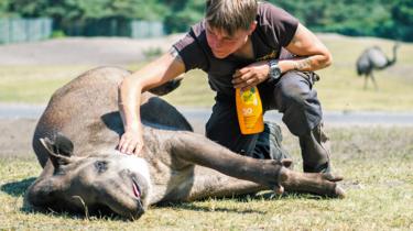 Cuidadora colocando loción protectora en un tapir