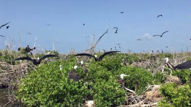 Pájaros en Barbuda