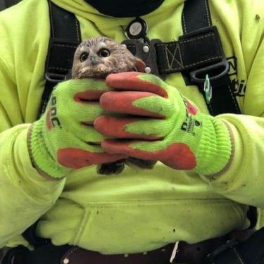 saw-whet owl