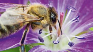 A honey bee gathering nectar from a purple flower