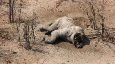 Aerial view of a poached elephant in Botswana