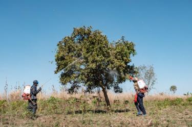 Soldaten spray bomen met insecticiden