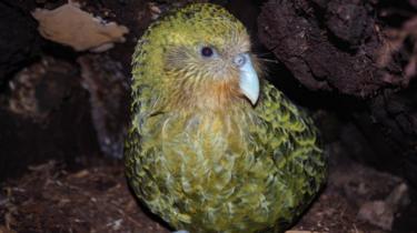 A kakapo parrot is pictured in New Zealand