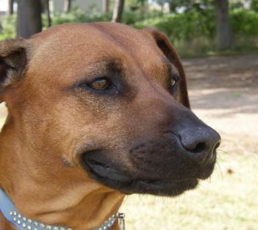 Rhodesian Ridgeback