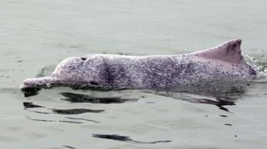 This photo taken on March 17, 2012 shows a Chinese white dolphin swimming in waters off the coast of Hong Kong.