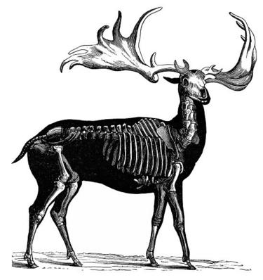Rusa besar dalam ilustrasi kuno ini tampak serupa dengan rusa biasa, tapi ukurannya lebih besar.