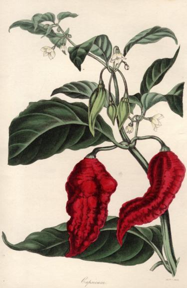 Una foto del 1830 del capsicum ustulatum, un tipo di peperoncino