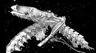 El cráneo de boca abierta de la cobra egipcia, revelado por microtomografía de rayos X