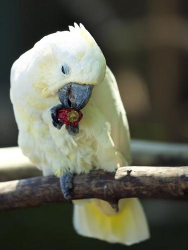 Parrot eating a chilli