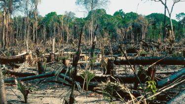 deforestation