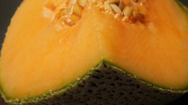  Melon cantaloup