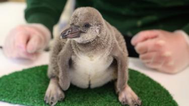 Un pulcino di pinguino di Humboldt allo Zoo di Londra