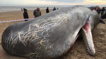 Podio morto sulla spiaggia