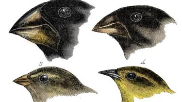 رسوم توضيحة لأربع أنواع من طائر الحسون كما رآها داروين
