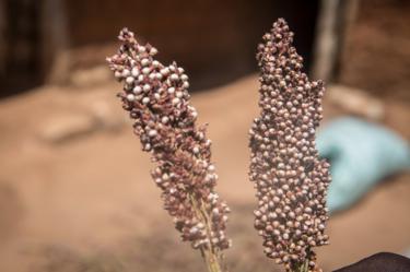 Dos tallos de semillas de sorgo