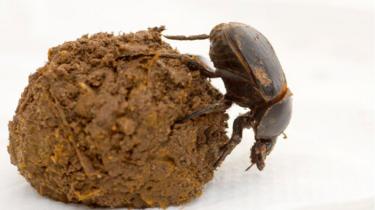 A dung beetle (Scarabaeus Satyrus) crawls over a ball of mud