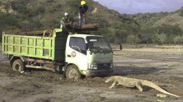 Dragón de Komodo y camión en la isla de Rinca