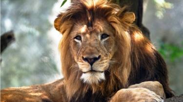 Lo Zoo di Indianapolis"s adulto maschio di leone di nome Nyack, che morto a causa di ferite inflitte da una femmina adulta leone"s adult male lion named Nyack, which died as the result of injuries inflicted by an adult female lion