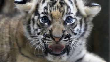 Un cachorro de tigre