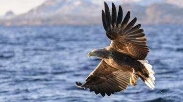 Elang ekor putih tampak sedang terbang di Norwegia.