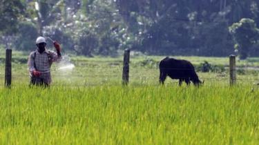 ஏழைகள் உயிரை மாய்த்துக்கொள்ள வழிகோலும் பூச்சிக்கொல்லி மருந்துகள்
