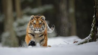 Una giovane tigre Amur che corre sulla neve