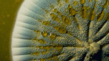 Macrophotograph of a petri dish culture of the fungo Penicillium notatum growing on Whickerham's agar
