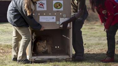 Leeuwenwelpjes worden vrijgelaten in een dierenreservaat in Zuid-Afrika