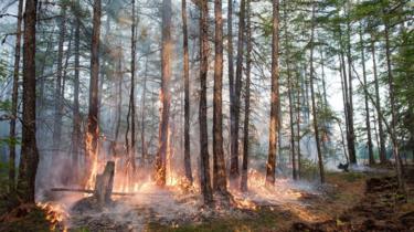 Un feu de forêt dans le centre de la Yakoutie (République de Sakha) en juin 2020