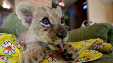 Een twee maanden oud leeuwenwelpje genaamd Astra gefotografeerd in de Sadgorod Zoo in 2017