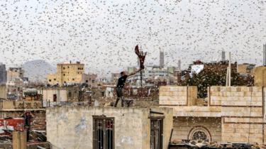 A man tries to catch locusts while standing on a rooftop as they swarm over the Yemeni capital Sanaa