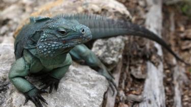 Um Blue Iguana, uma das mais raras espécies no mundo