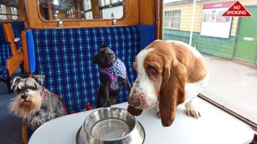 North Yorkshire Moors Railwayは、犬専用の車両を作りました。