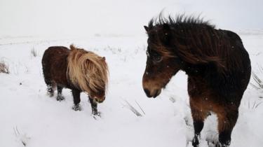 Shetland ponies enjoying the snow in the Sperrins