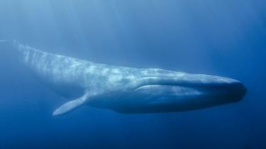 Una ballena azul