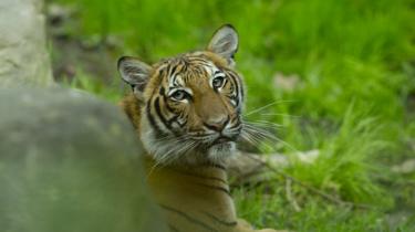 A Malayan tiger cub in its enclosure at the Bronx Zoo on 27 April 2017