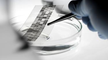 DNA autoradiogram being picked up with a pair of tweezers from a petri dish. An autoradiogram is produced during DNA (deoxyribonucleic acid) analysis. 17 May 2007