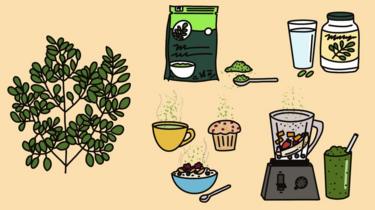 llustração de moringa