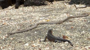 Iguana i węże widziane na planecie Ziemia II