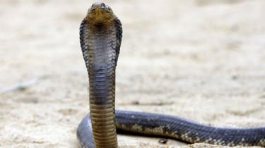 Een Egyptische cobra