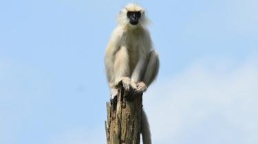 Langur monkey