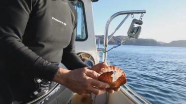 broken scallop shell