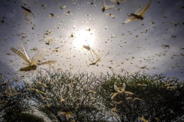 desert locust swarm letí přes bush