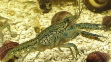 A marbled crayfish in an aquarium