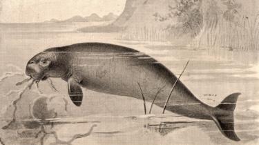 Gambar antik sapi laut Steller.