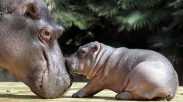 2005年8月15日、ベルリンの動物園で母親のニコルに抱かれるヒポポタマスの赤ちゃんグレゴール（右）