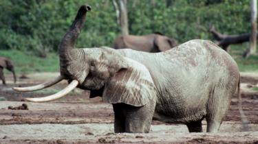 Elefante del bosque africano