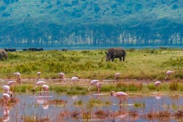 Hồng hạc và tê giác ở hồ Naivasha, Kenya