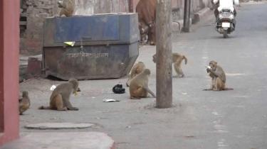 Monkeys on a street