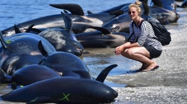 Dead pilot whales which beached in New Zealand on Farewell Spit, 11 February 2017